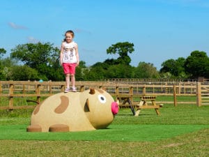 Playground cow at the farm